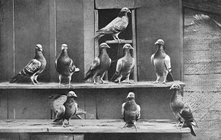 pigeons_voyageurs