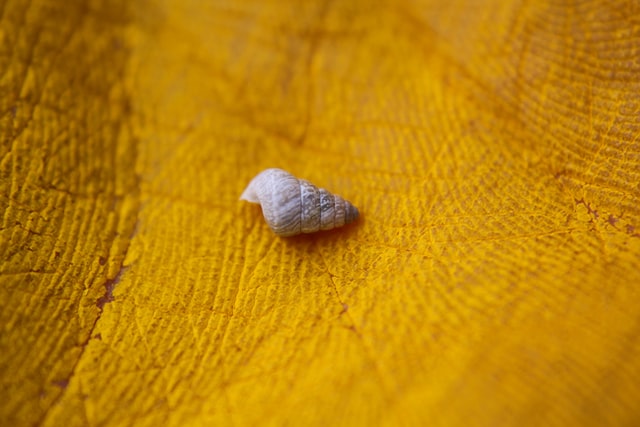 minuscule coquillage blanc dans la paume d'une main peinte en jaune safran