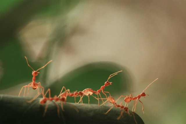 gros plan sur des fourmis