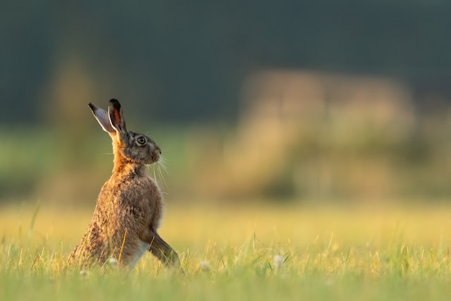 Lièvre aux aguets dans la prairie